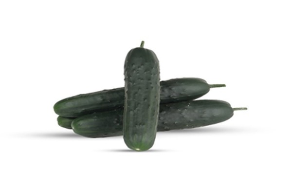 SLICER CUCUMBER